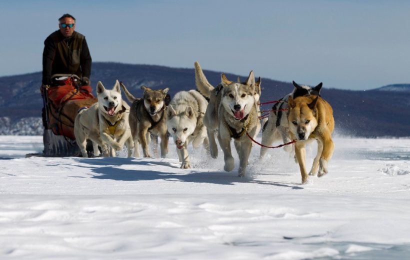 6D5N DOG SLEDDING IN THE STEPPE OF NOMADS (PRIVATE TOUR)