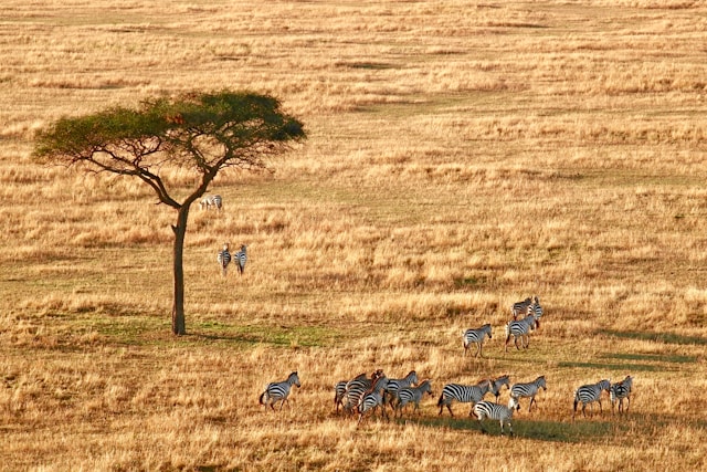 7D6N NORTHERN TANZANIA