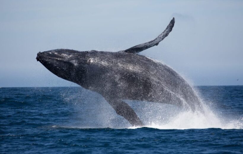 6D5N SRI LANKA & WHALE WATCHING