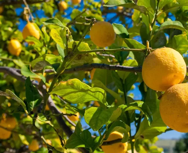 COLOURS OF SICILY