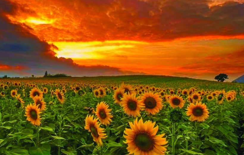 4D3N BANGKOK (SUNFLOWER FIELDS) (PRIVATE TOUR)