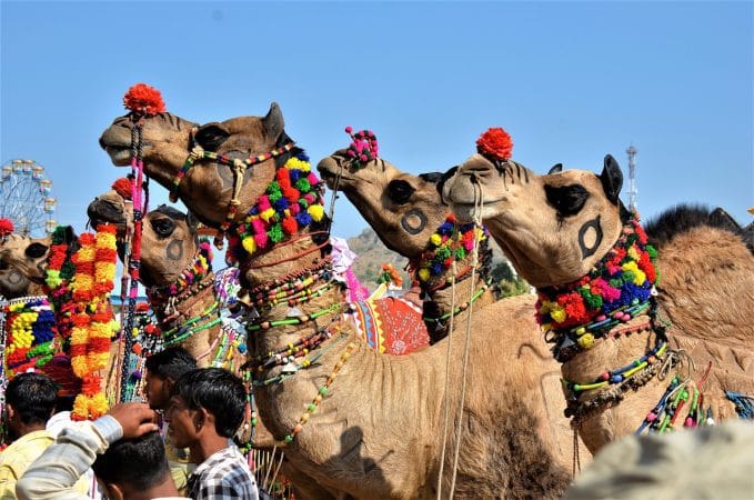 camels camel fair pushkar camel fair 6802194