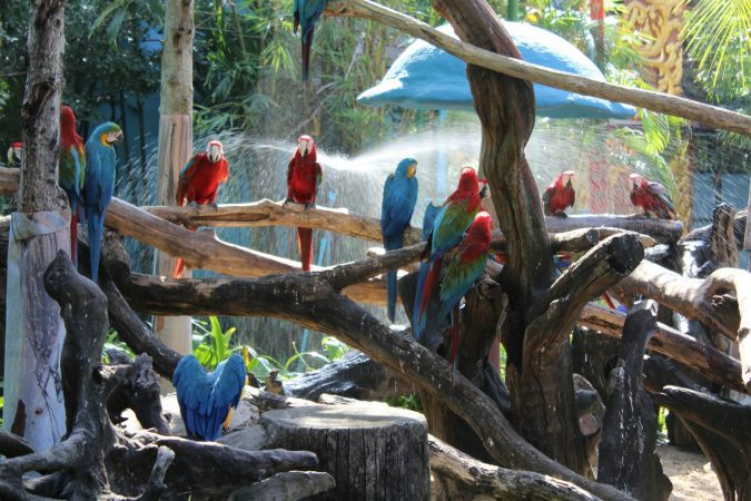 a group of colorful birds on a tree branch