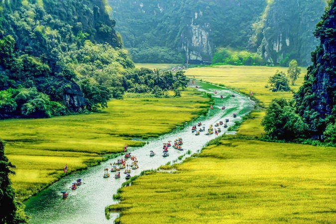 ninh binh, tam coc, golden rice