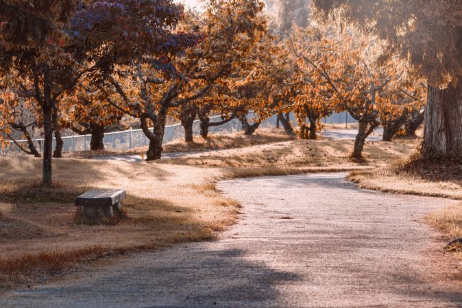 park, nature, path