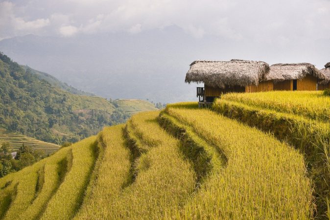 terraces, rice fields, paddy