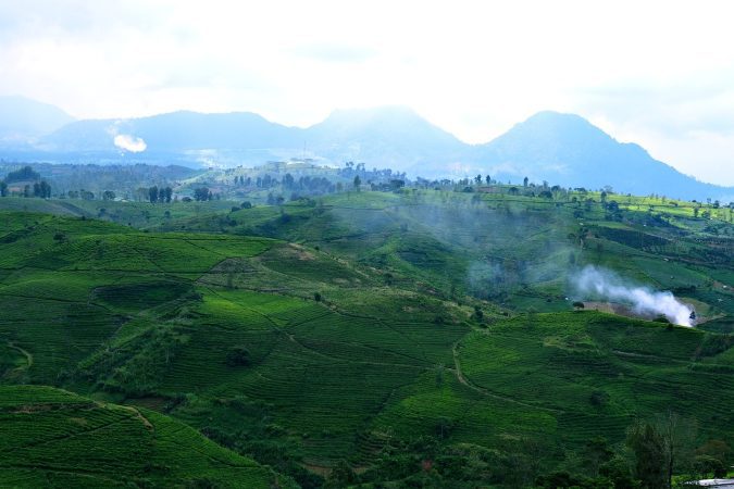 cukul, tea plantation, pengalengan