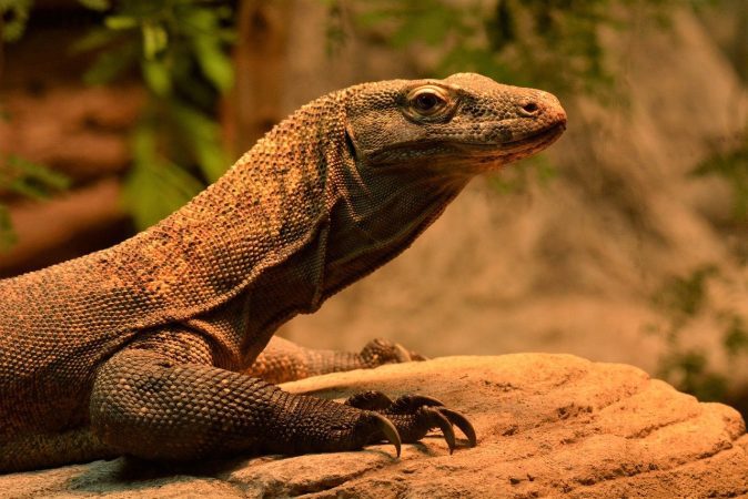 komodo dragon, lizard, reptile