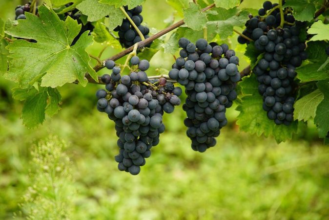 grapes, blue grapes, vineyard