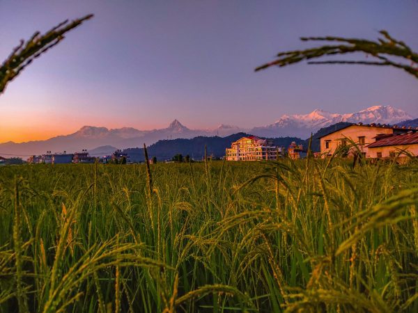 a field of tall grass with mountains in the background