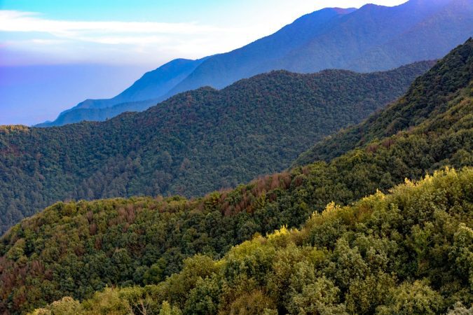 aerial photography of forest during daytime